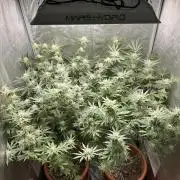 Sticky Broccoli/Eternity Grow Cup 2026