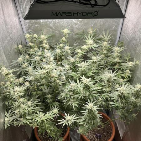 Sticky Broccoli/Eternity Grow Cup 2026