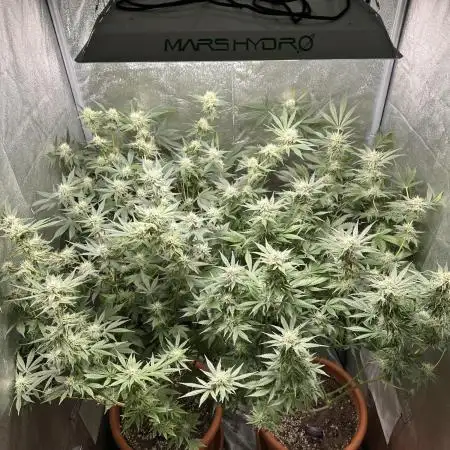 Sticky Broccoli/Eternity Grow Cup 2026