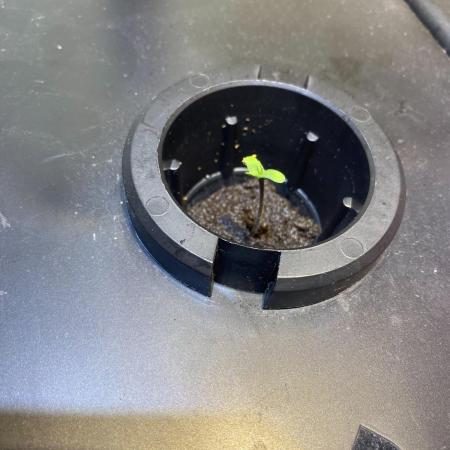 Alchemist's Apprentice by Night Owl