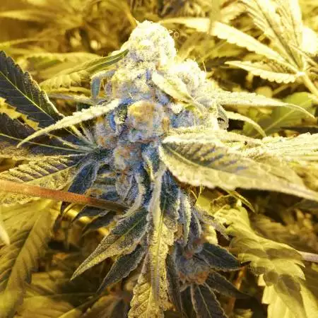 Scrog time 