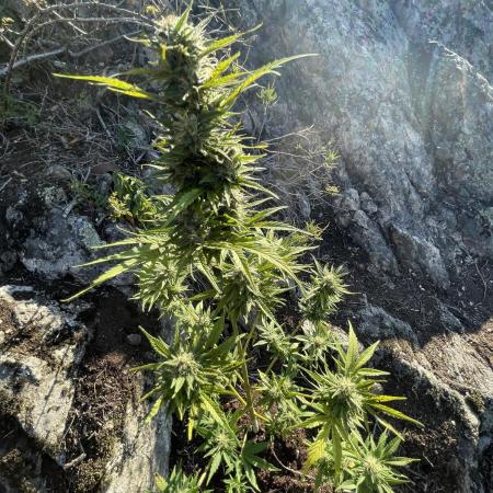 Rocky Outdoor Project part 2