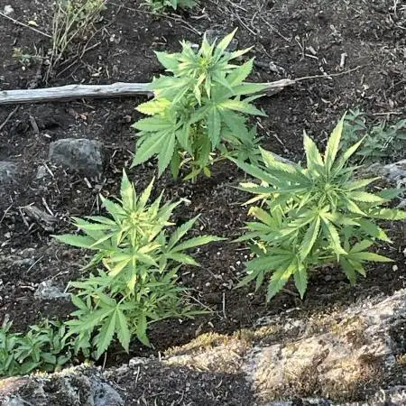 Rocky Outdoor Project part 2