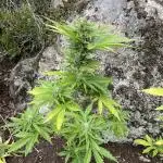 Rocky Outdoor Project part 2