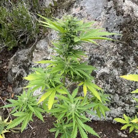 Rocky Outdoor Project part 2