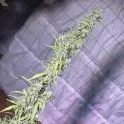 Christmas-Tree/Gorilla Z