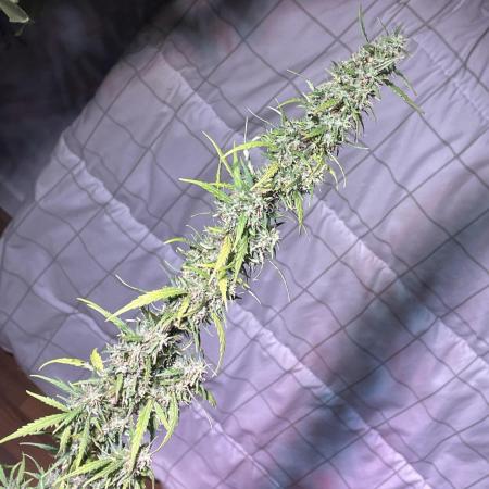 Christmas-Tree/Gorilla Z