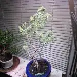 Special Kush Bonsai