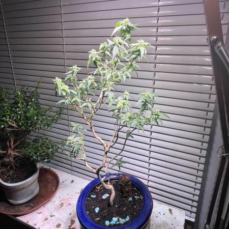 Special Kush Bonsai
