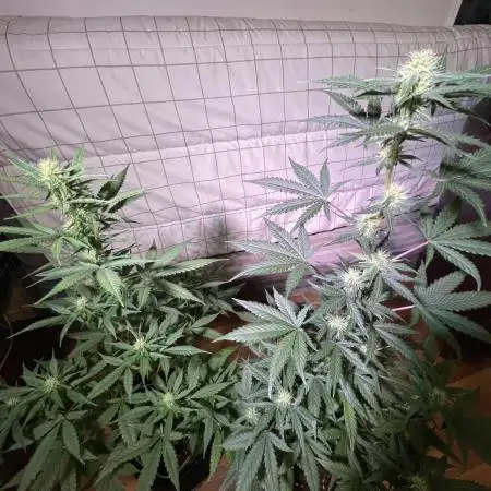 Classic Strain - Blueberry Auto