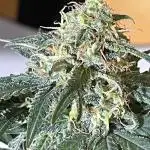 Classic Strain - Blueberry Auto