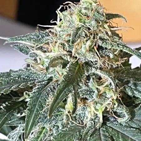 Classic Strain - Blueberry Auto