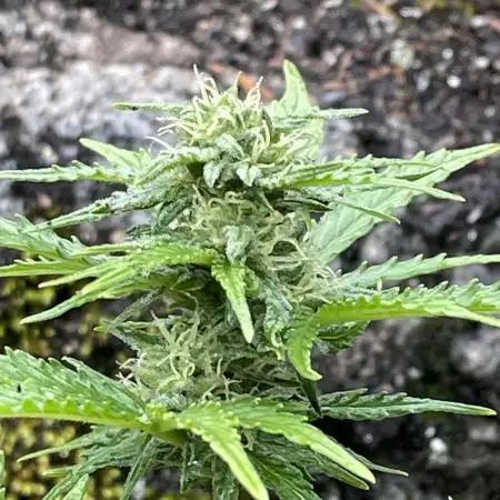 Rocky Outdoor Project part 2