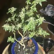 Special Kush Bonsai