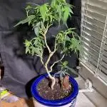 Special Kush Bonsai