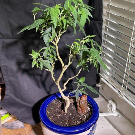 Special Kush Bonsai