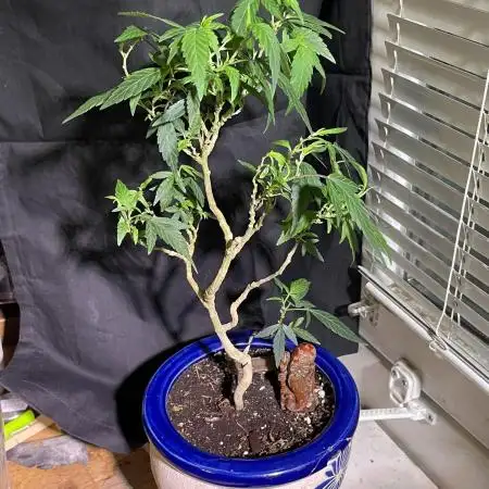 Special Kush Bonsai