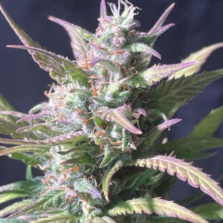 Classic Strain - Blueberry Auto