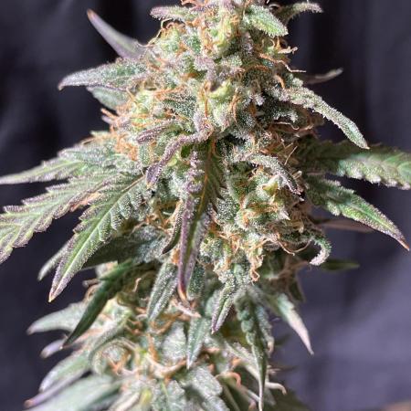 Classic Strain - Blueberry Auto