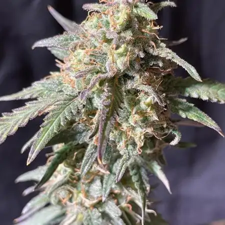Classic Strain - Blueberry Auto