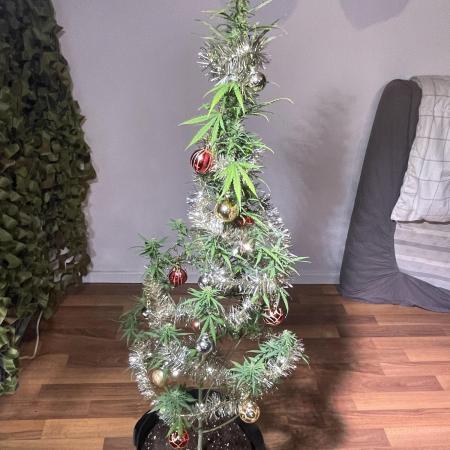 Christmas-Tree/Gorilla Z