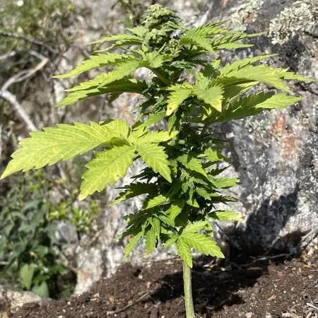Rocky Outdoor Projekt 1 Mimosa Auto RQS