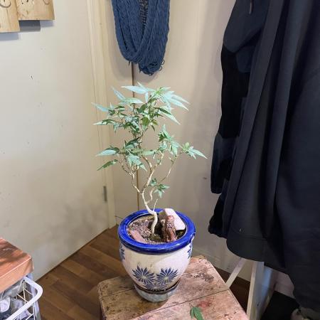 Special Kush Bonsai