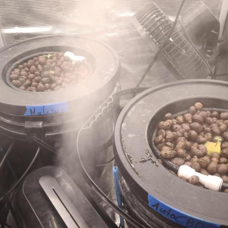 Pure Sativa Landrace