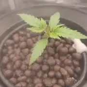 Pure Sativa Landrace