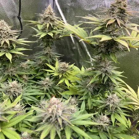 Gorilla Super Glue