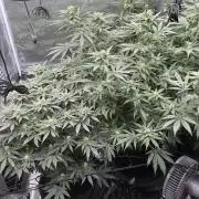Acapulco Gold - Lemon Shining SilverHaze