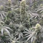 Acapulco Gold - Lemon Shining SilverHaze