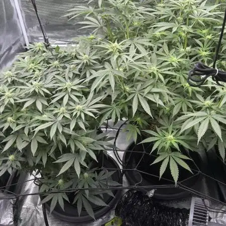 Acapulco Gold - Lemon Shining SilverHaze