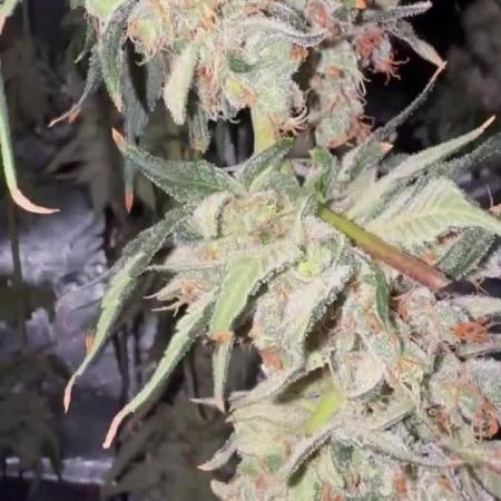 Lemon shining, Amnezia Haze, AMG