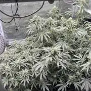 Acapulco Gold - Lemon Shining SilverHaze