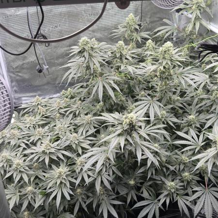 Acapulco Gold - Lemon Shining SilverHaze