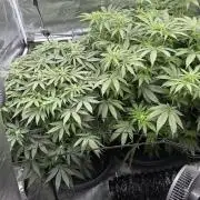 Acapulco Gold - Lemon Shining SilverHaze