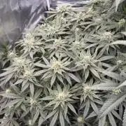 Acapulco Gold - Lemon Shining SilverHaze
