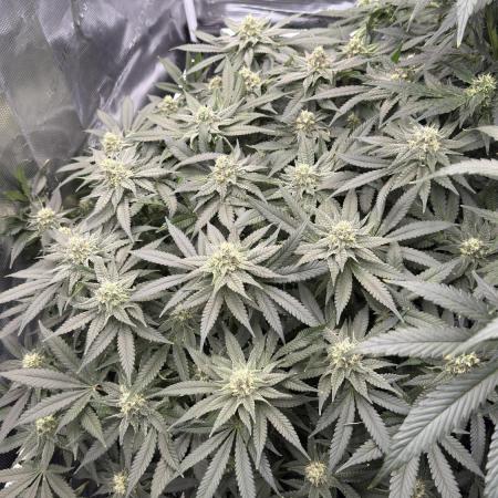 Acapulco Gold - Lemon Shining SilverHaze