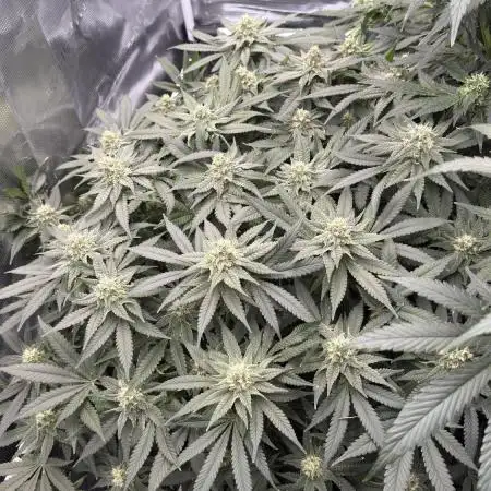 Acapulco Gold - Lemon Shining SilverHaze