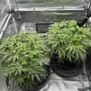 Acapulco Gold - Lemon Shining SilverHaze