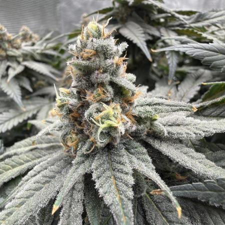 Acapulco Gold - Lemon Shining SilverHaze