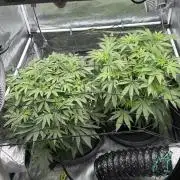 Acapulco Gold - Lemon Shining SilverHaze