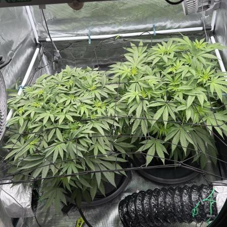 Acapulco Gold - Lemon Shining SilverHaze