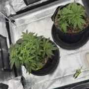 Acapulco Gold - Lemon Shining SilverHaze