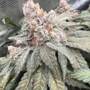 Acapulco Gold - Lemon Shining SilverHaze