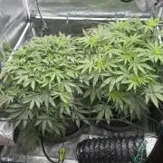 Acapulco Gold - Lemon Shining SilverHaze