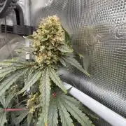 Acapulco Gold - Lemon Shining SilverHaze
