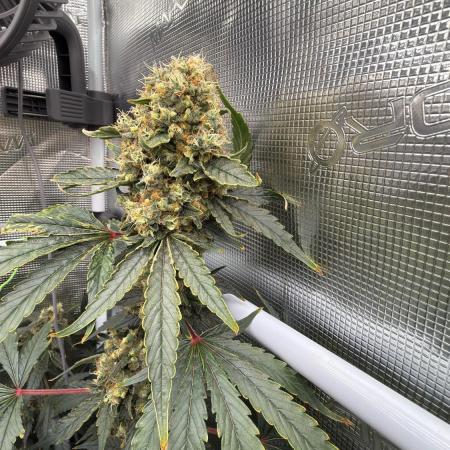 Acapulco Gold - Lemon Shining SilverHaze