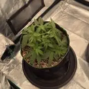 Acapulco Gold - Lemon Shining SilverHaze